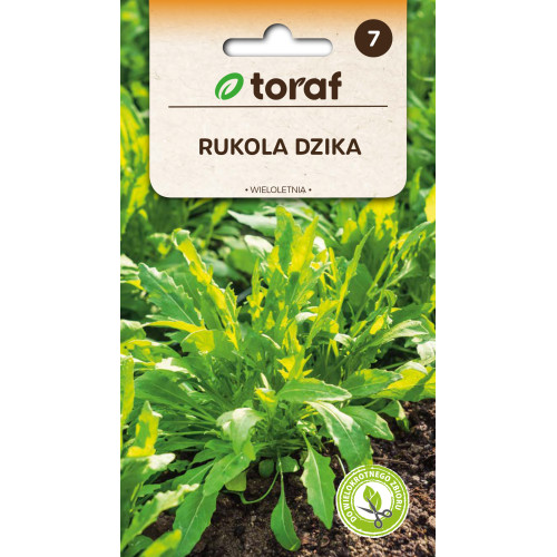 RUKOLA DZIKA WIELOLETNIA
