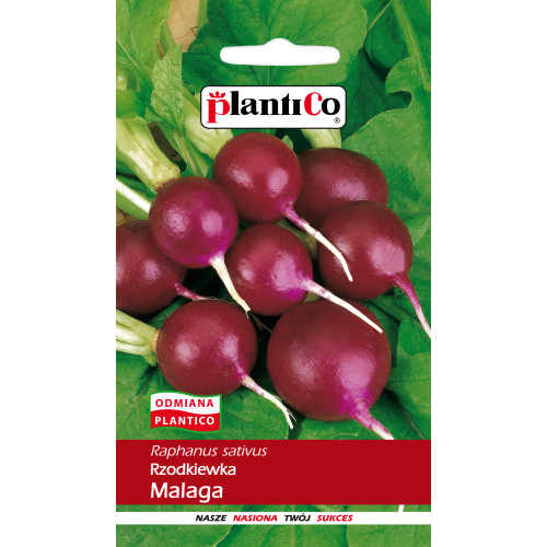 RZODKIEWKA MALAGA