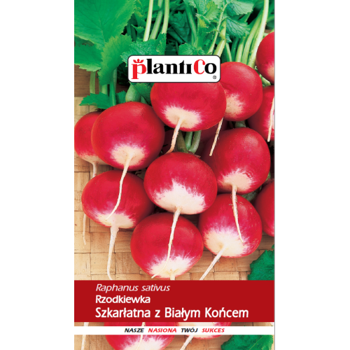 RZODKIEWKA SZKARŁATNA Z BIAŁYM KOŃCEM