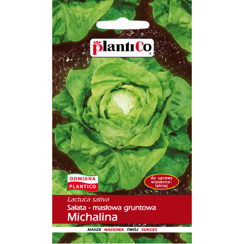 SAŁATA MICHALINA MASŁOWA GRUNT