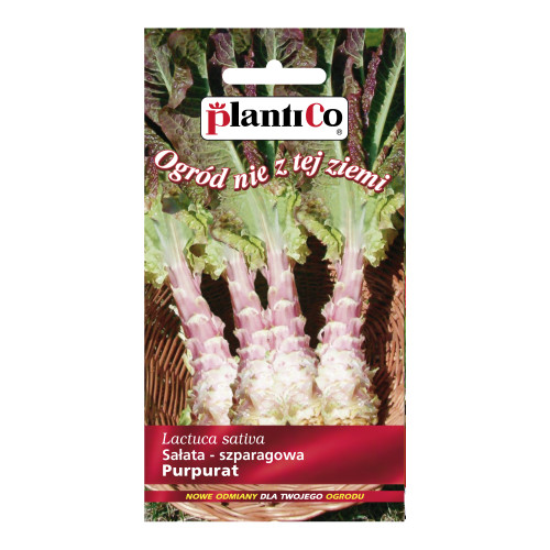 SAŁATA PURPURAT ŁODYGOWA