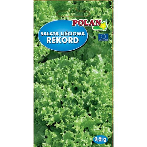 SAŁATA REKORD LIŚCIOWA