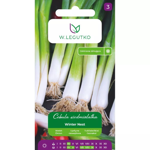 CEBULA SIEDMIOLATKA WINTER NEST