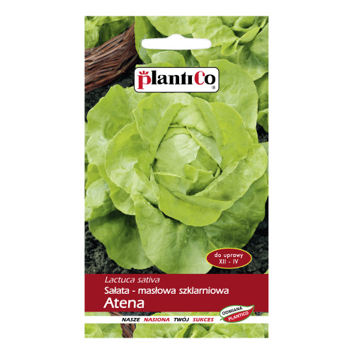 SAŁATA ATENA MASŁOWA SZKLARNIOWA