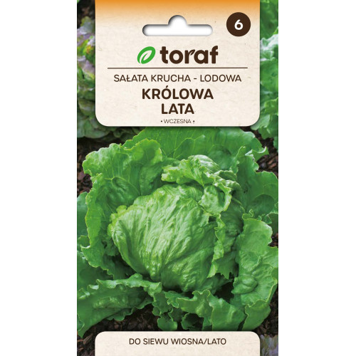 SAŁATA KRÓLOWA LATA