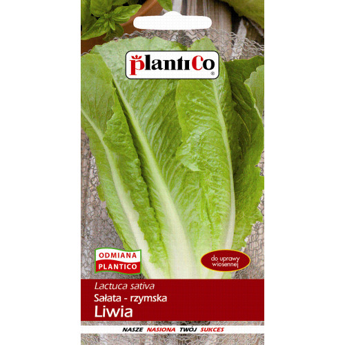 SAŁATA LIWIA RZYMSKA