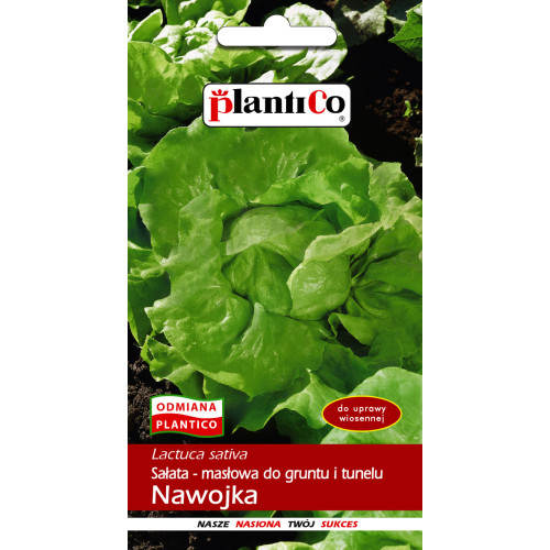 SAŁATA NAWOJKA MASŁOWA GRUNT, TUNEL