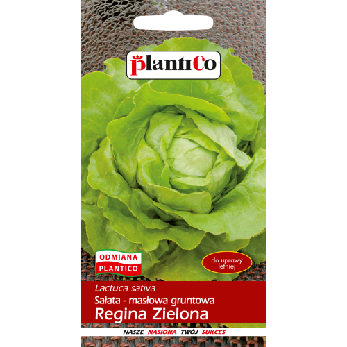 SAŁATA REGINA ZIELONA MASŁOWA GRUNT
