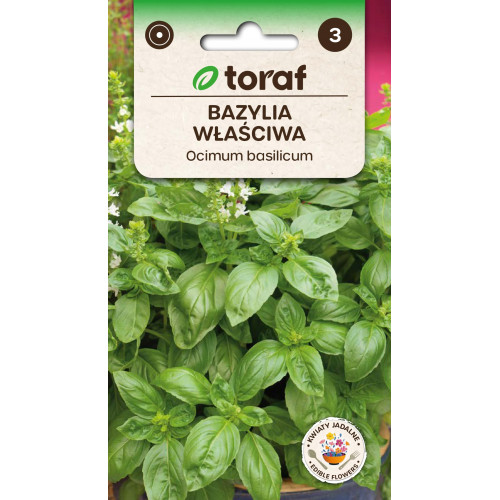 BAZYLIA WŁAŚCIWA