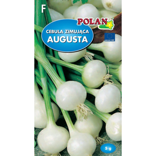 CEBULA AUGUSTA ZIMUJĄCA