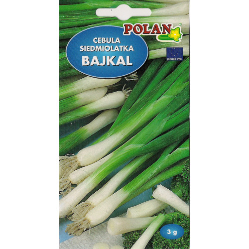 CEBULA SIEDMIOLATKA BAJKAŁ