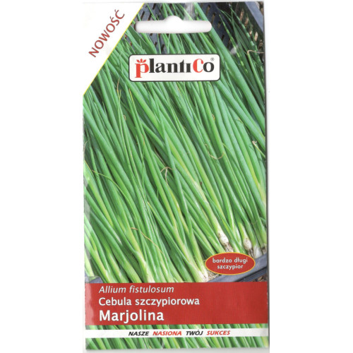 CEBULA SIEDMIOLATKA MARJOLINA