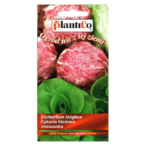 CYKORIA LIŚCIOWA MIX