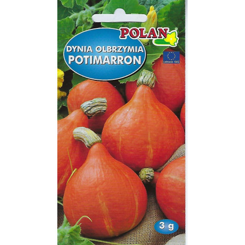 DYNIA POTIMARRON OLBRZYMIA