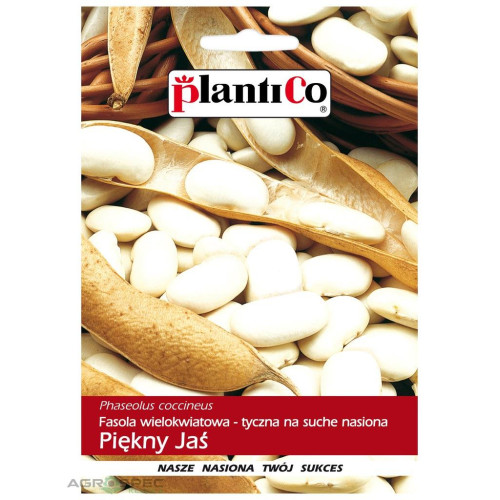 FASOLA PIĘKNY JAŚ TYCZNA