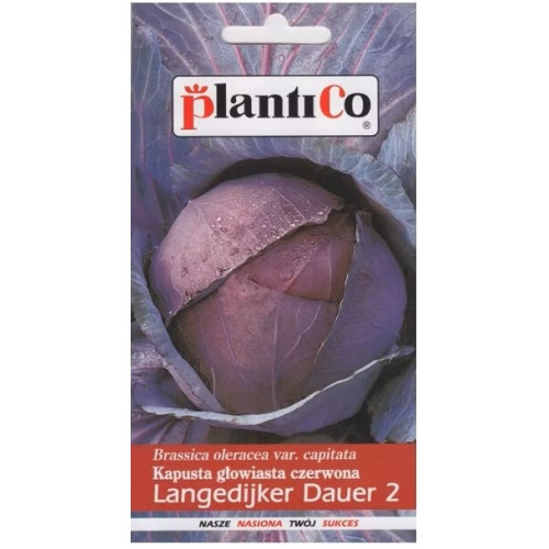 KAPUSTA CZERWONA LANGENDIJKER DAUER 2