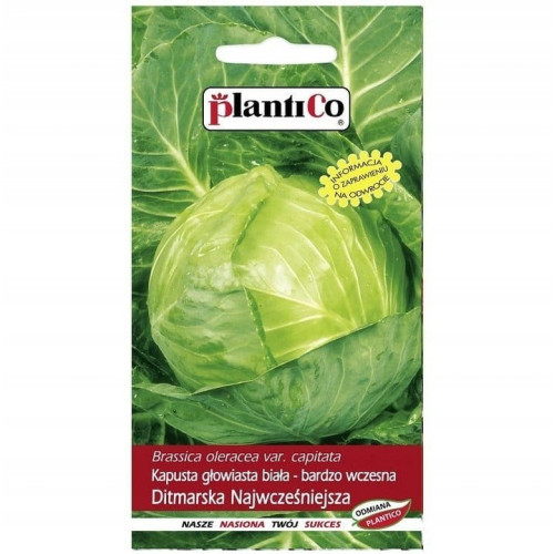 KAPUSTA DITMARSKA NAJWCZEŚNIEJSZA