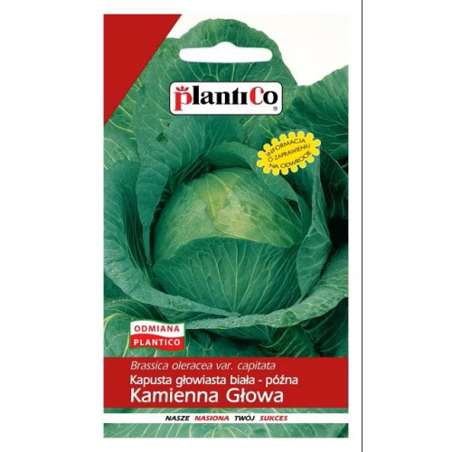 KAPUSTA KAMIENNA GŁOWA