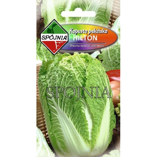 KAPUSTA PEKIŃSKA HILTON