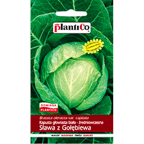 KAPUSTA SŁAWA Z GOŁĘBIEWA