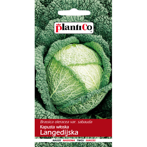 KAPUSTA WŁOSKA LANGENDIJKER