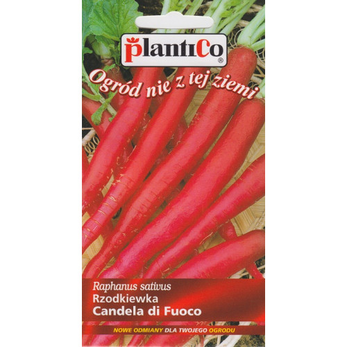 RZODKIEWKA CANDELA DI FUOCO