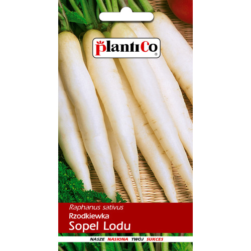 RZODKIEWKA SOPEL LODU