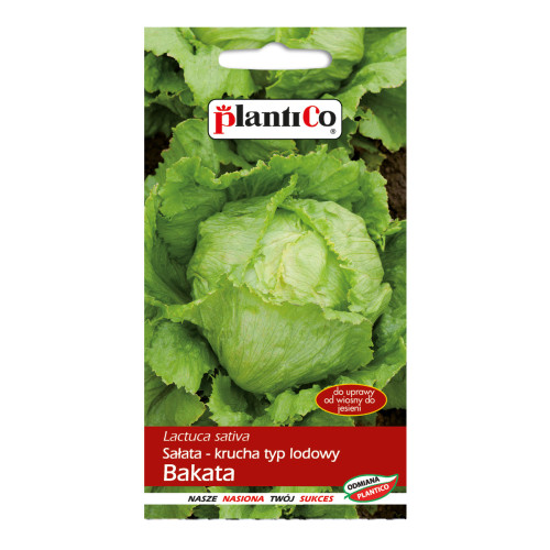 SAŁATA BAKATA LODOWA KRUCHA