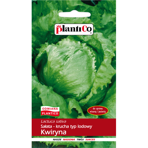 SAŁATA KWIRYNA LODOWA KRUCHA