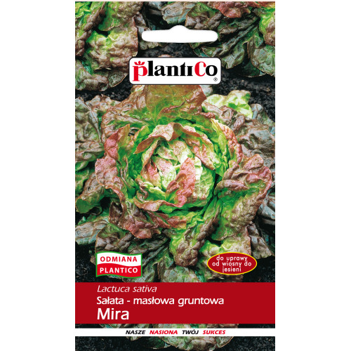 SAŁATA MIRA CZERWONA MASŁOWA GRUNT