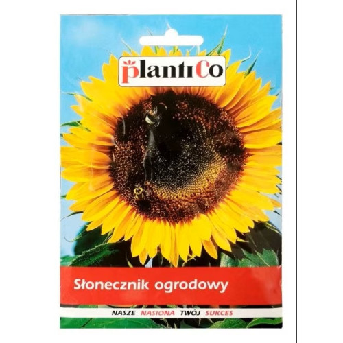 SŁONECZNIK OGRODOWY