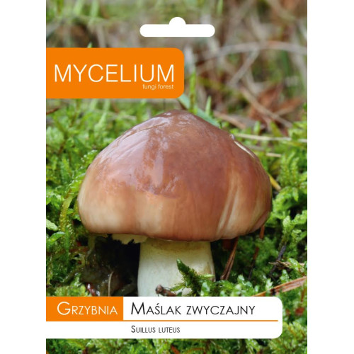 GRZYBNIA - MIKORYZOWA MAŚLAK ZWYCZAJNY 60ml