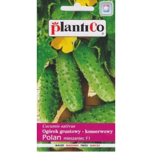 OGÓREK POLAN F1