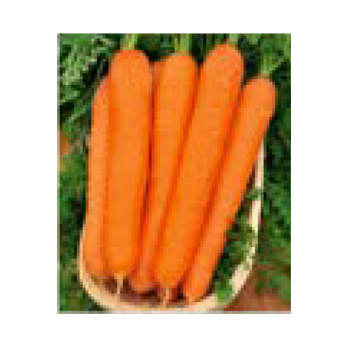 MARCHEW ANKA F1