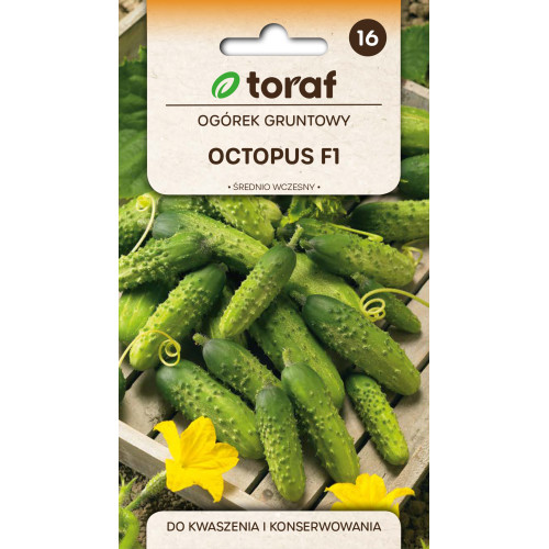 OGÓREK OCTOPUS F1