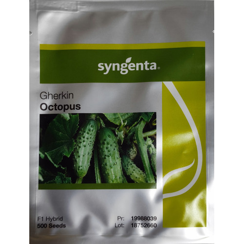OGÓREK OCTOPUS F1 Syngenta 500s