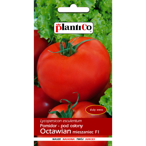 POMIDOR OCTAWIAN F1 SZKLARNIOWY