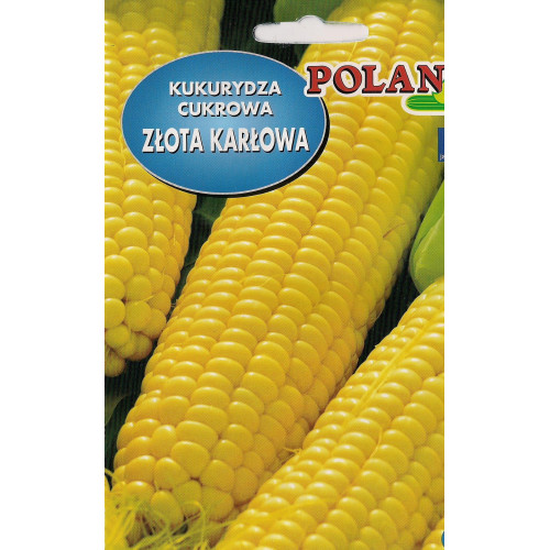 KUKURYDZA ZŁOTA KARŁOWA