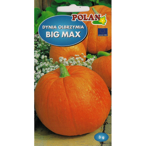 DYNIA BIG MAX OLBRZYMIA