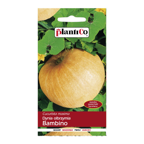 DYNIA BAMBINO OLBRZYMIA