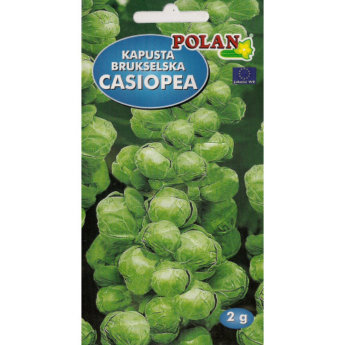 KAPUSTA BRUKSELSKA CASIOPEJA