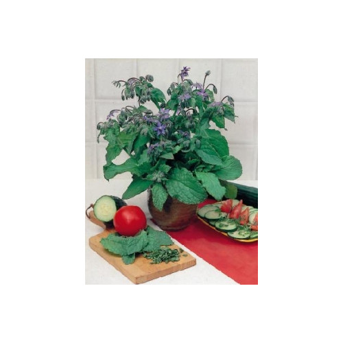 OGÓRECZNIK LEKARSKI