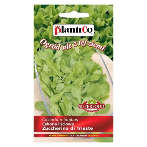 CYKORIA LIŚCIOWA ZUCCHERINA DI TRIESTE