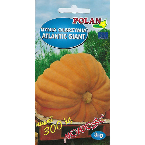 DYNIA OLBRZYMIA ATLANTIC GIANT