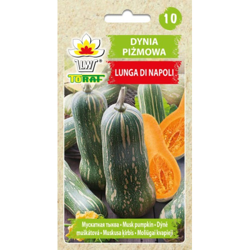 DYNIA PIŻMOWA LUNGA DI NAPOLI