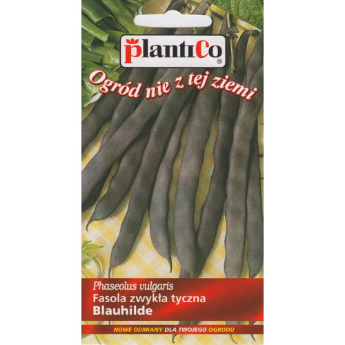 FASOLA BLAUHILDE FIOLETOWA TYCZNA