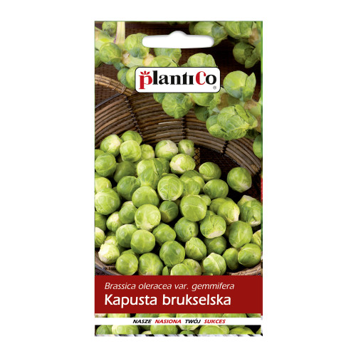 KAPUSTA BRUKSELKA GRONINGER