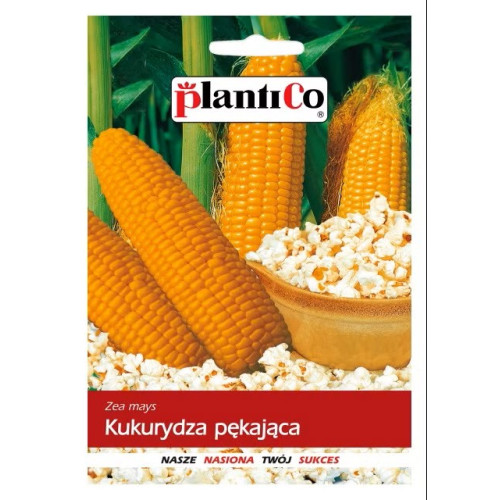 KUKURYDZA PĘKAJĄCA PŁOMYK